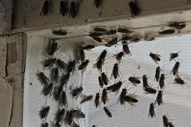 Muchy na elewacji domu – dlaczego się pojawiają i jak je zlikwidować? Muchy na elewacji domu – dlaczego się pojawiają i jak je zlikwidować?