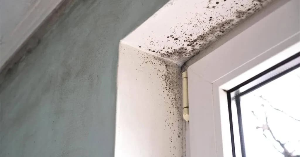 Dlaczego wychodzi grzyb przy oknie? Poznaj przyczyny i sposoby na pleśń Dlaczego wychodzi grzyb przy oknie? Poznaj przyczyny i sposoby na pleśń