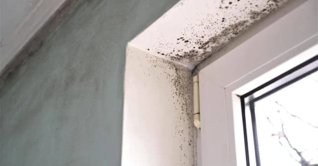 Dlaczego wychodzi grzyb przy oknie? Poznaj przyczyny i sposoby na pleśń Dlaczego wychodzi grzyb przy oknie? Poznaj przyczyny i sposoby na pleśń